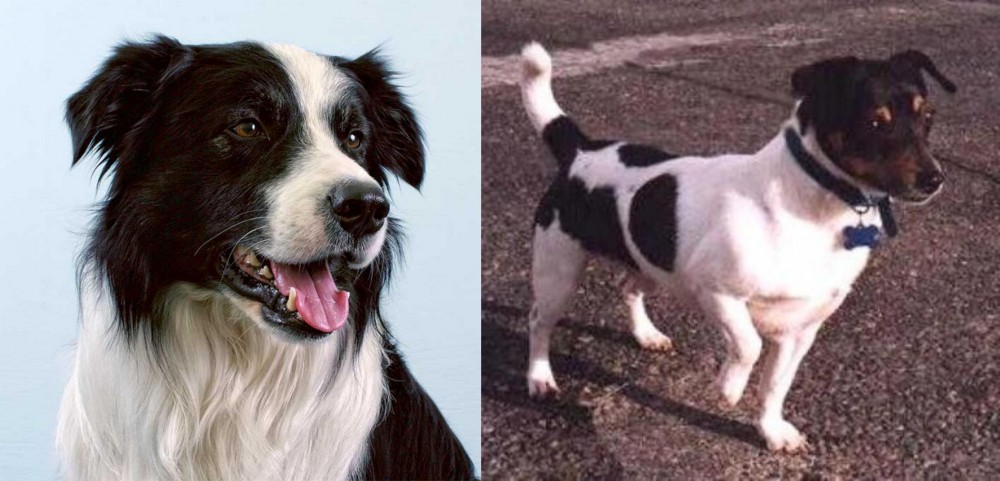 Teddy Roosevelt Terrier vs Border Collie - Breed Comparison
