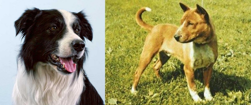 Telomian vs Border Collie - Breed Comparison