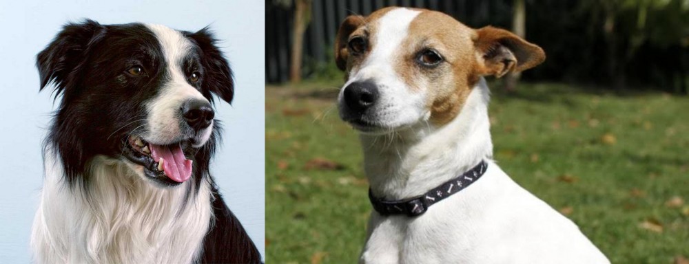 Tenterfield Terrier vs Border Collie - Breed Comparison