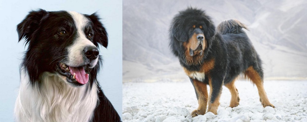 Tibetan Mastiff vs Border Collie - Breed Comparison