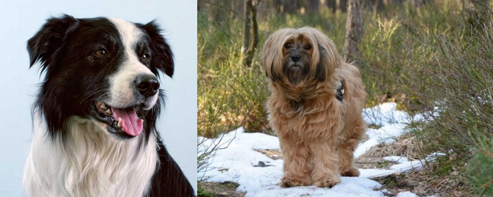 Tibetan Terrier vs Border Collie - Breed Comparison