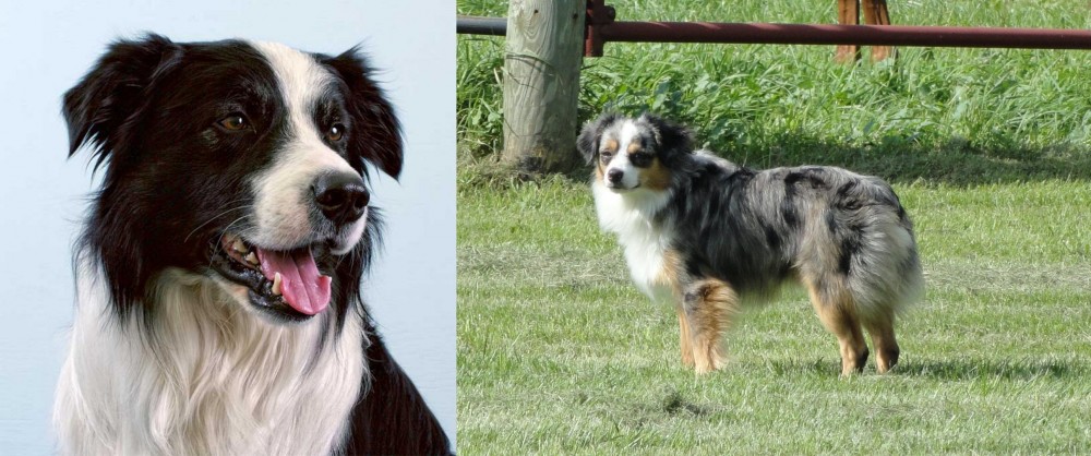 Toy Australian Shepherd vs Border Collie - Breed Comparison