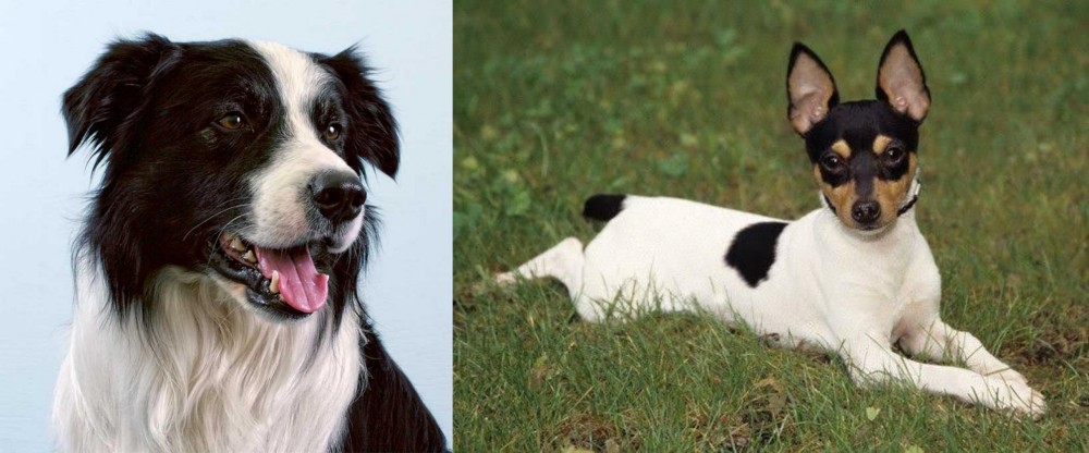 Toy Fox Terrier vs Border Collie - Breed Comparison