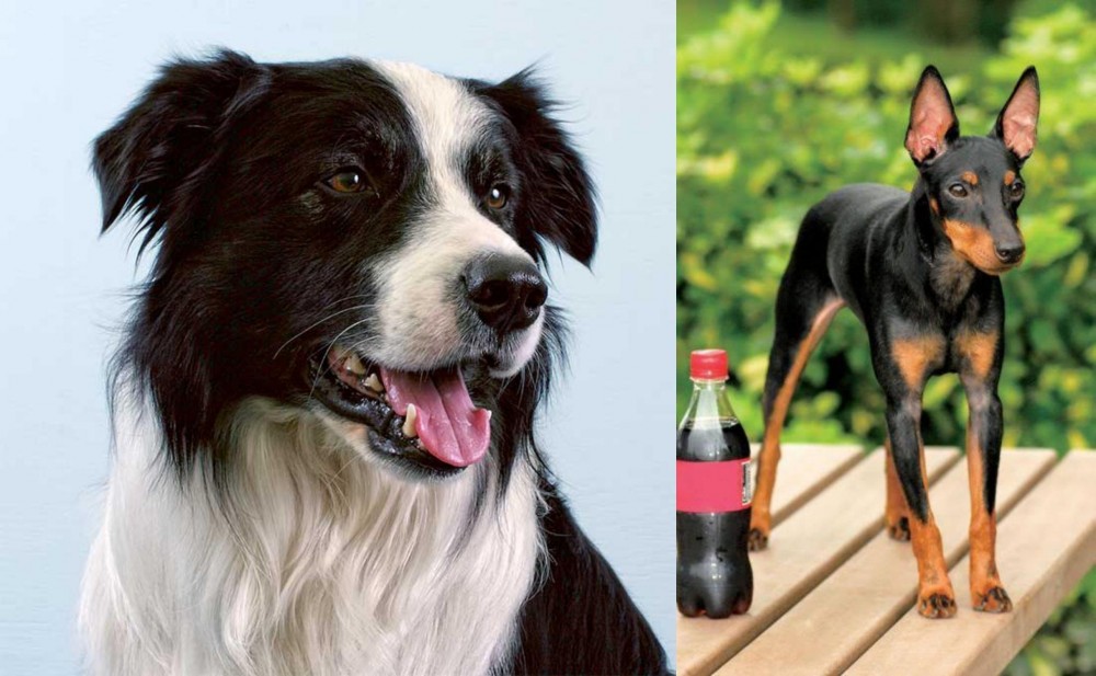 Toy Manchester Terrier vs Border Collie - Breed Comparison