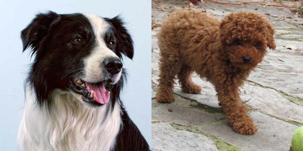 Toy Poodle vs Border Collie - Breed Comparison