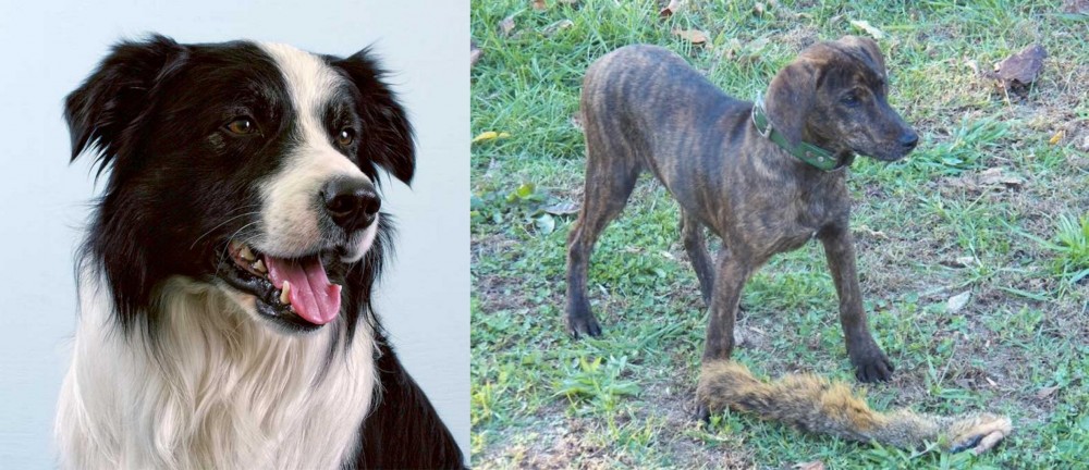 Treeing Cur vs Border Collie - Breed Comparison