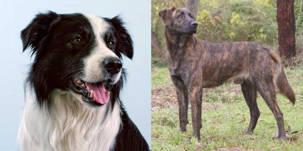 Treeing Tennessee Brindle vs Border Collie - Breed Comparison