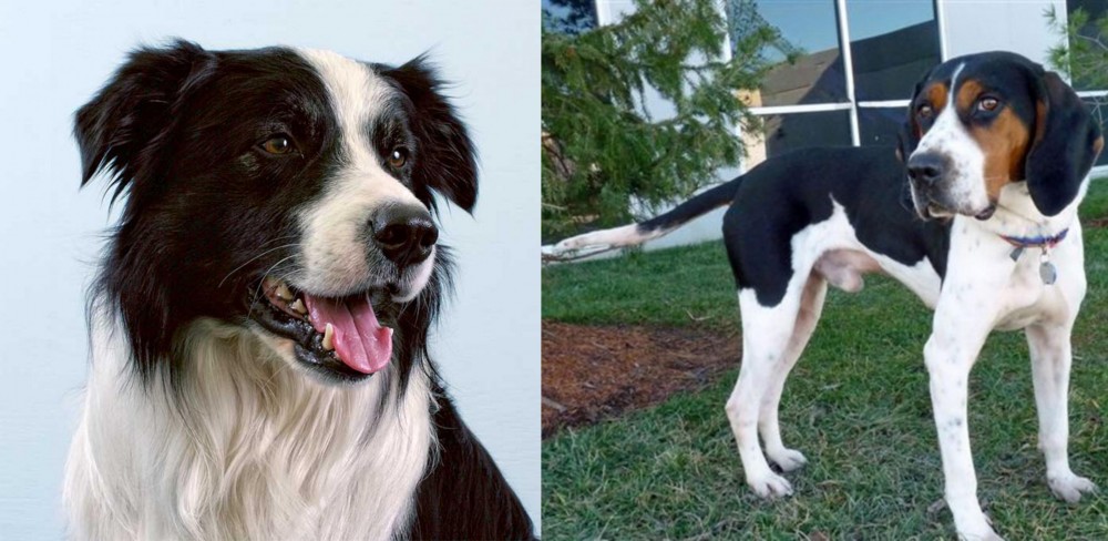 Treeing Walker Coonhound vs Border Collie - Breed Comparison