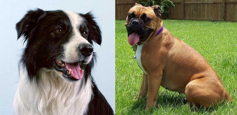 Valley Bulldog vs Border Collie - Breed Comparison