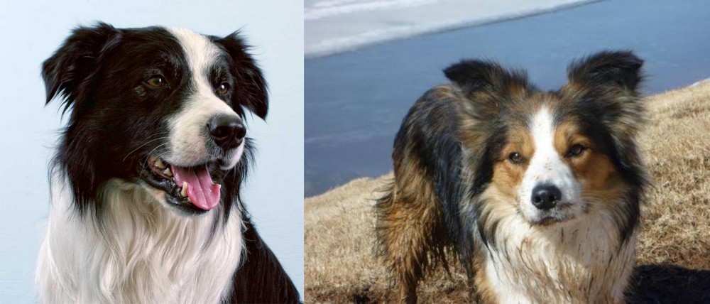 Welsh Sheepdog vs Border Collie - Breed Comparison