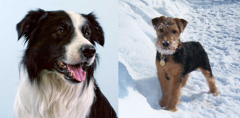 Welsh Terrier vs Border Collie - Breed Comparison