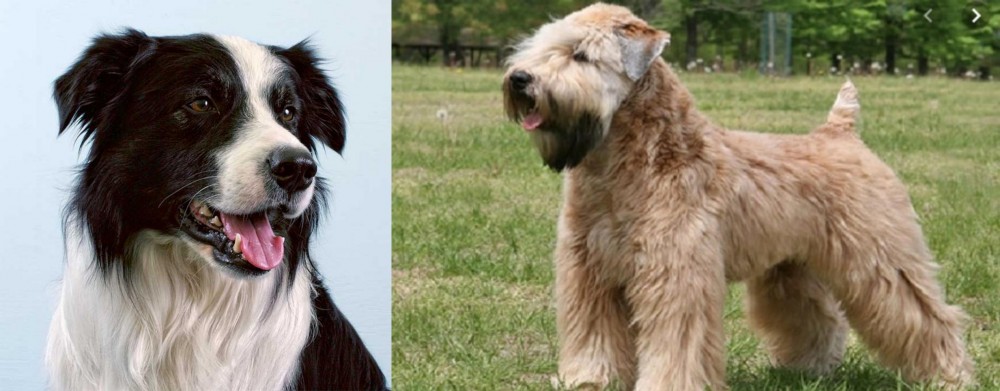 Wheaten Terrier vs Border Collie - Breed Comparison