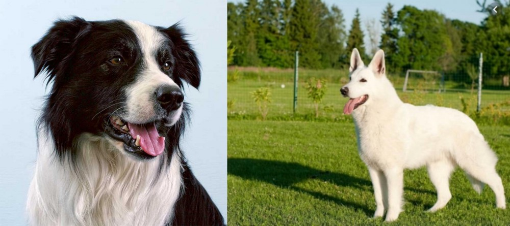 White Shepherd vs Border Collie - Breed Comparison