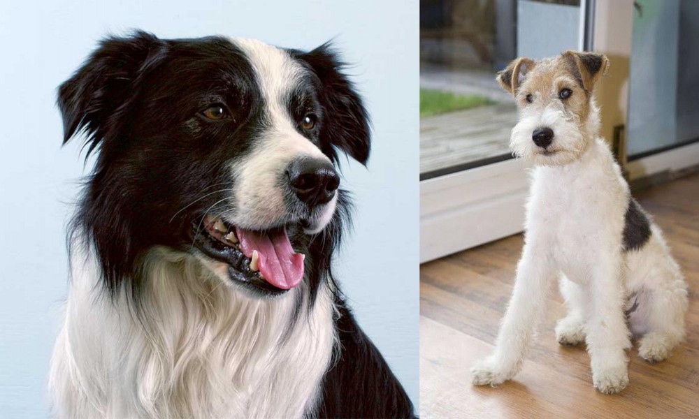 Wire Fox Terrier vs Border Collie - Breed Comparison