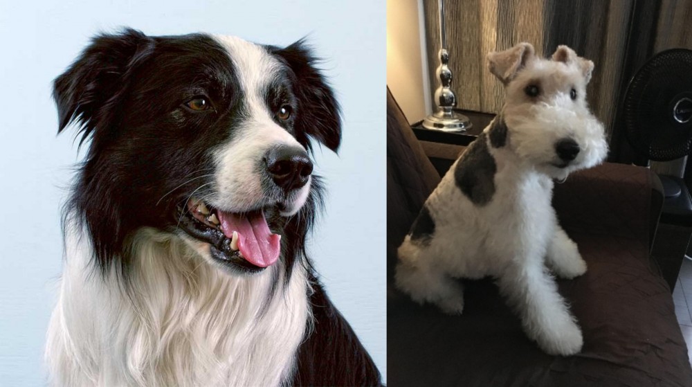 Wire Haired Fox Terrier vs Border Collie - Breed Comparison