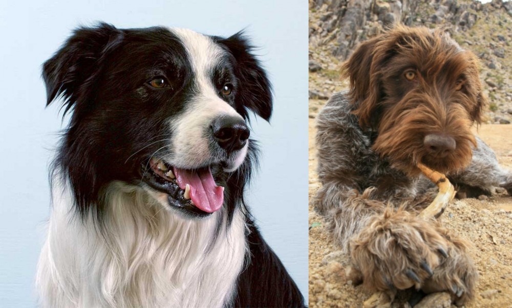 Wirehaired Pointing Griffon vs Border Collie - Breed Comparison