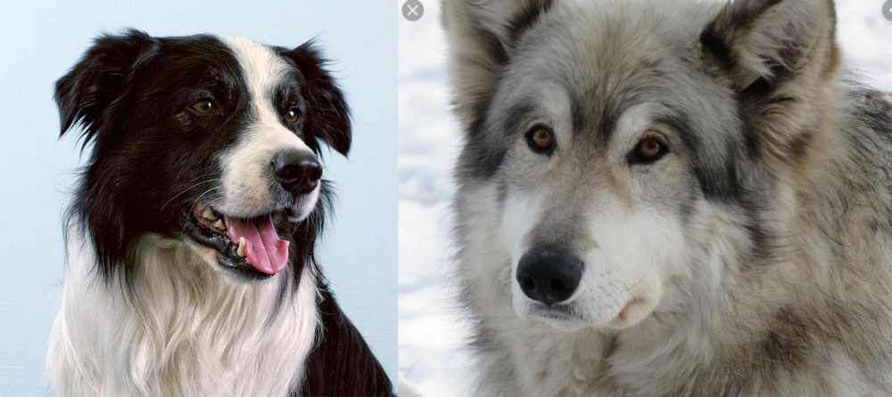 Wolfdog vs Border Collie - Breed Comparison