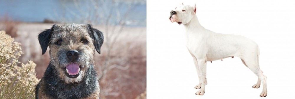 Argentine Dogo vs Border Terrier - Breed Comparison