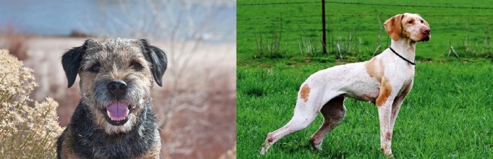 Ariege Pointer vs Border Terrier - Breed Comparison