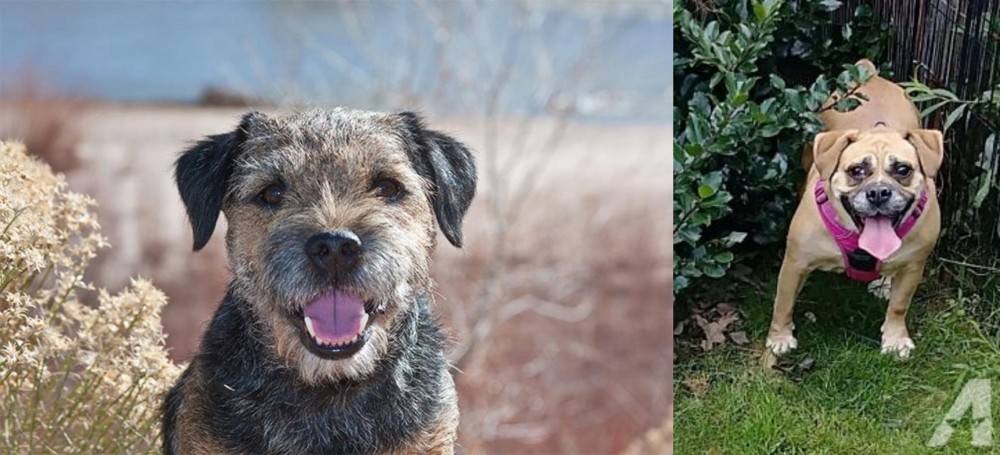 Beabull vs Border Terrier - Breed Comparison