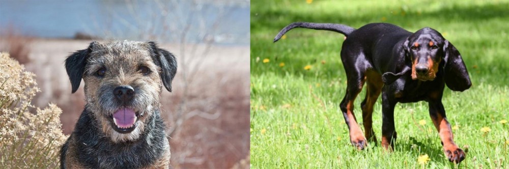 Black and Tan Coonhound vs Border Terrier - Breed Comparison