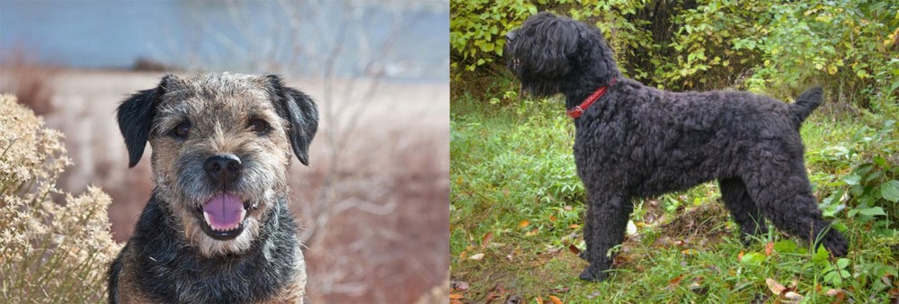 Black Russian Terrier vs Border Terrier - Breed Comparison