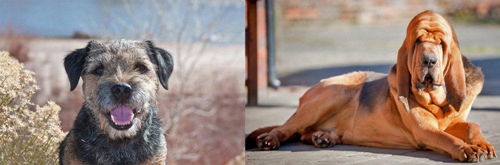 Bloodhound vs Border Terrier - Breed Comparison