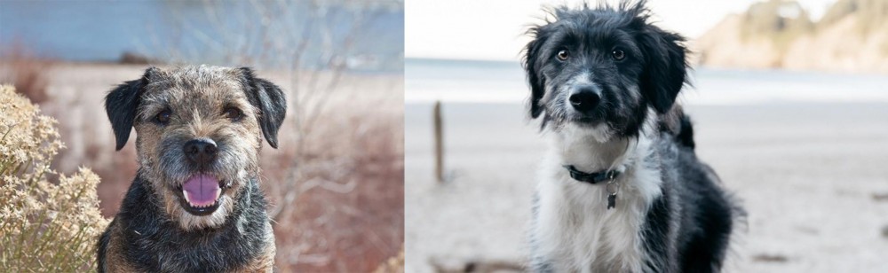 Bordoodle vs Border Terrier - Breed Comparison
