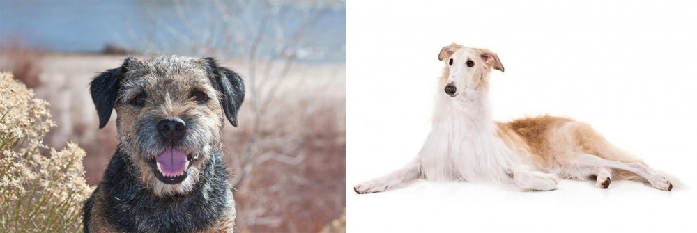 Borzoi vs Border Terrier - Breed Comparison