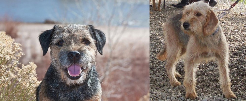 Bosnian Coarse-Haired Hound vs Border Terrier - Breed Comparison