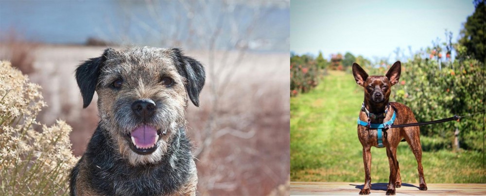 Bospin vs Border Terrier - Breed Comparison