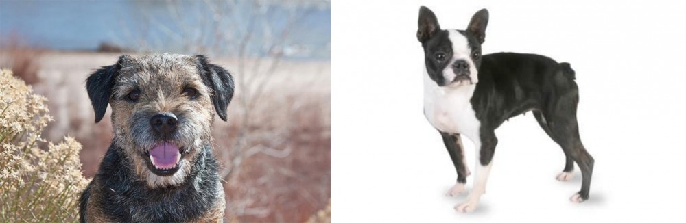 Boston Terrier vs Border Terrier - Breed Comparison