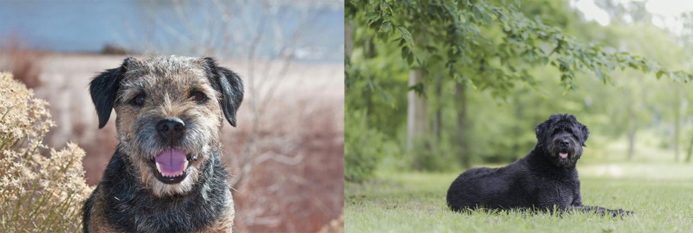 Bouvier des Flandres vs Border Terrier - Breed Comparison