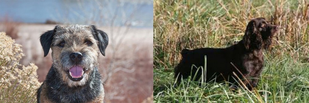 Boykin Spaniel vs Border Terrier - Breed Comparison