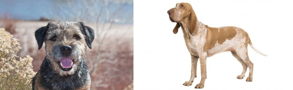 Bracco Italiano vs Border Terrier - Breed Comparison