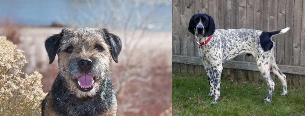 Braque d'Auvergne vs Border Terrier - Breed Comparison