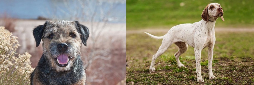 Braque du Bourbonnais vs Border Terrier - Breed Comparison