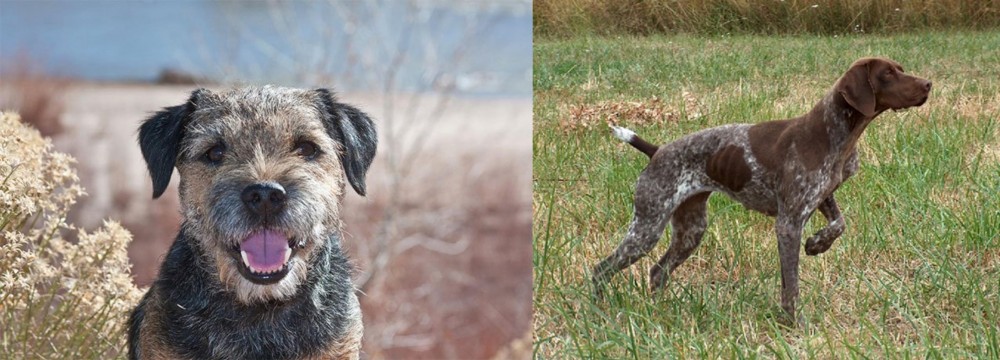 Braque Francais vs Border Terrier - Breed Comparison