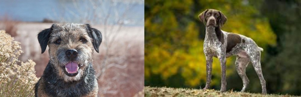 Braque Francais (Gascogne Type) vs Border Terrier - Breed Comparison