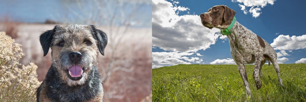 Braque Francais (Pyrenean Type) vs Border Terrier - Breed Comparison