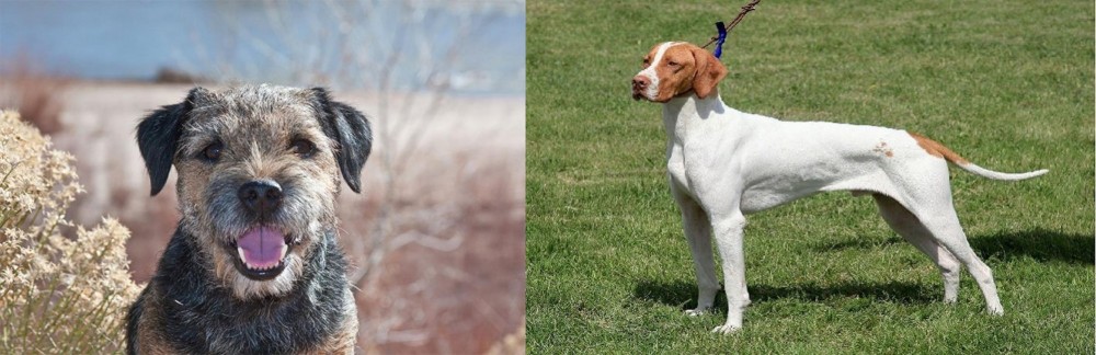 Braque Saint-Germain vs Border Terrier - Breed Comparison