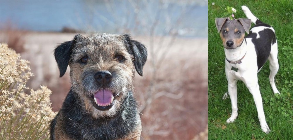 Brazilian Terrier vs Border Terrier - Breed Comparison