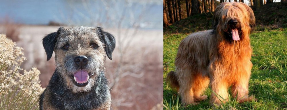 Briard vs Border Terrier - Breed Comparison