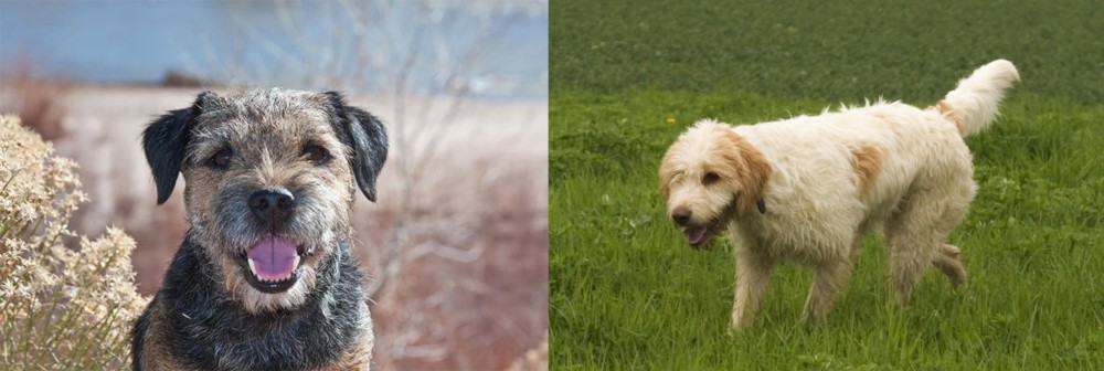 Briquet Griffon Vendeen vs Border Terrier - Breed Comparison