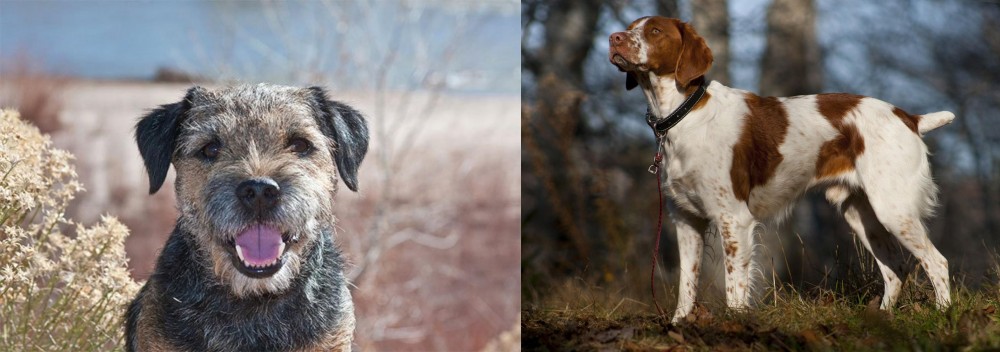 Brittany vs Border Terrier - Breed Comparison