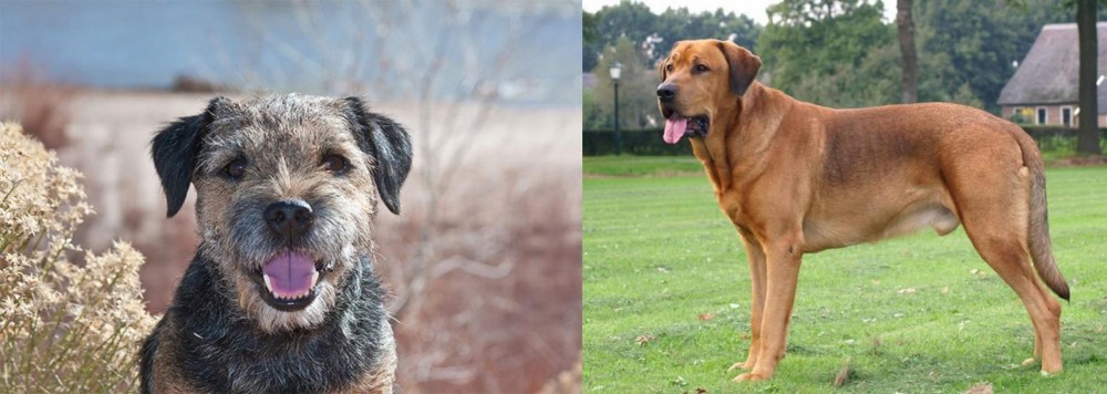 Broholmer vs Border Terrier - Breed Comparison