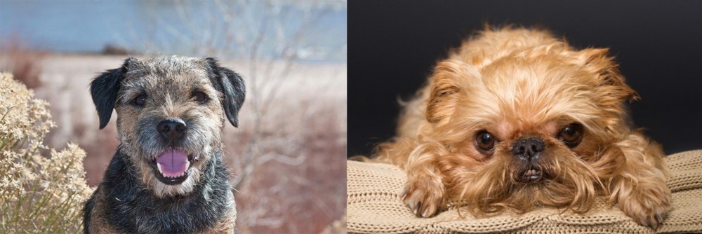 Brug vs Border Terrier - Breed Comparison