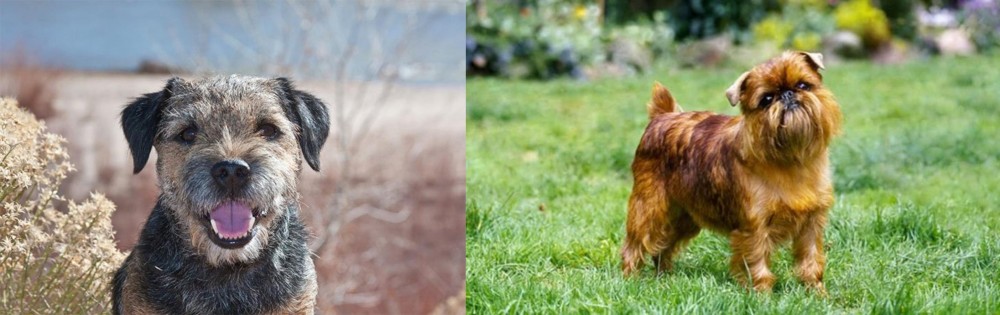 Brussels Griffon vs Border Terrier - Breed Comparison