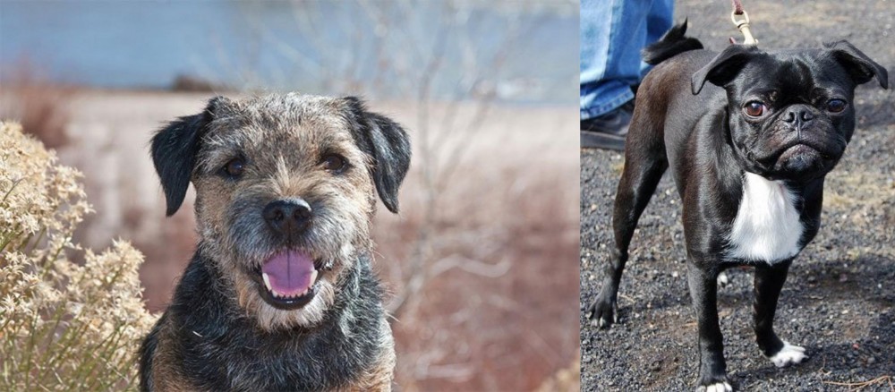 Bugg vs Border Terrier - Breed Comparison