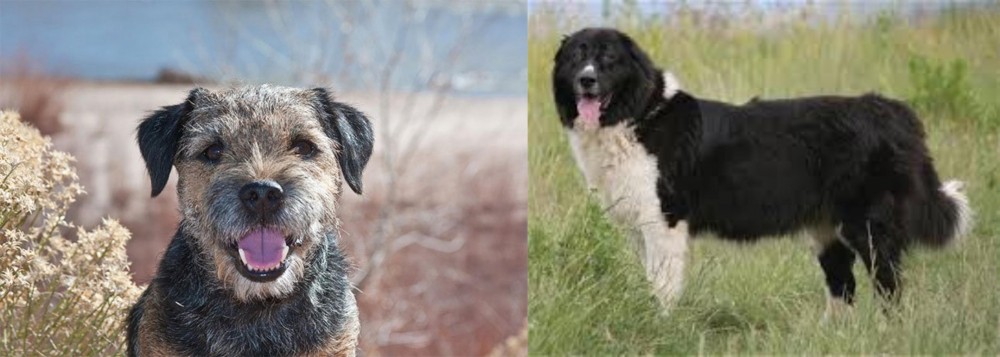 Bulgarian Shepherd vs Border Terrier - Breed Comparison